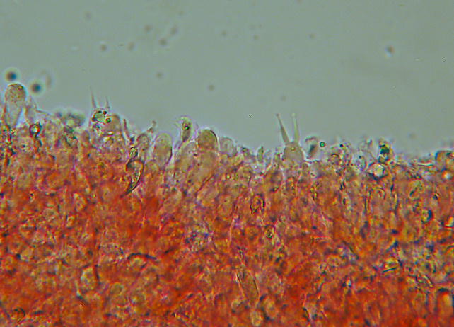 Mycenella sp. e nuove prove di microfotografia